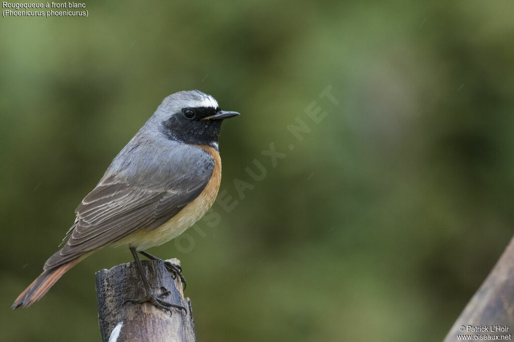 Common Redstart male adult breeding