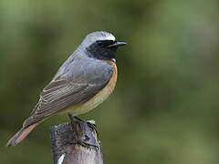 Common Redstart