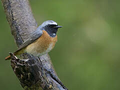 Common Redstart