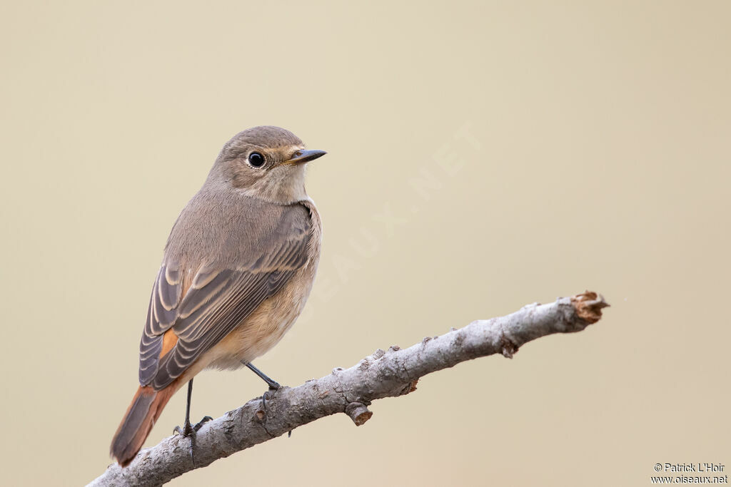 Common Redstart