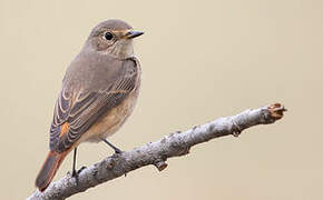 Common Redstart