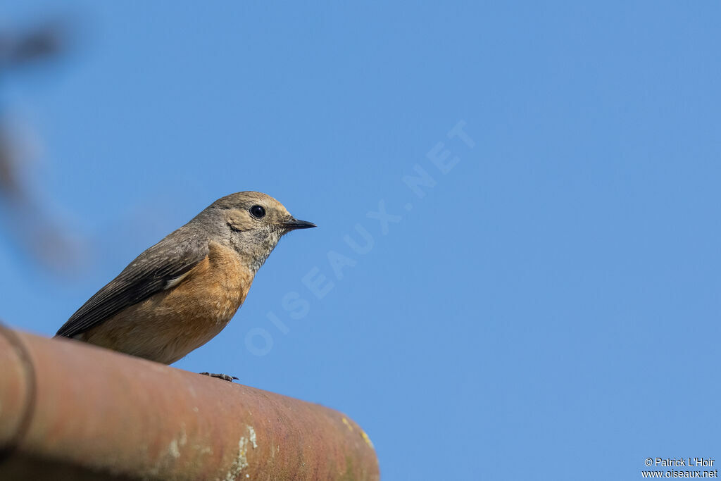 Common Redstart female adult breeding