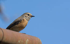 Common Redstart