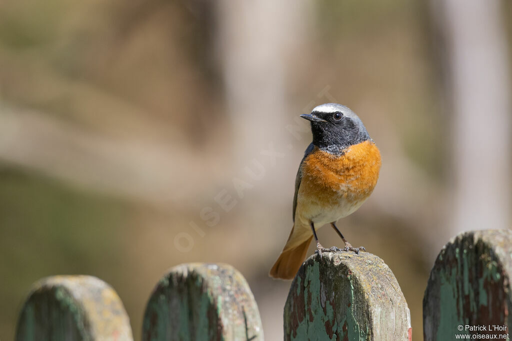 Common Redstart male adult breeding