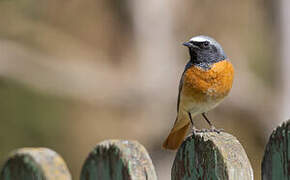 Common Redstart