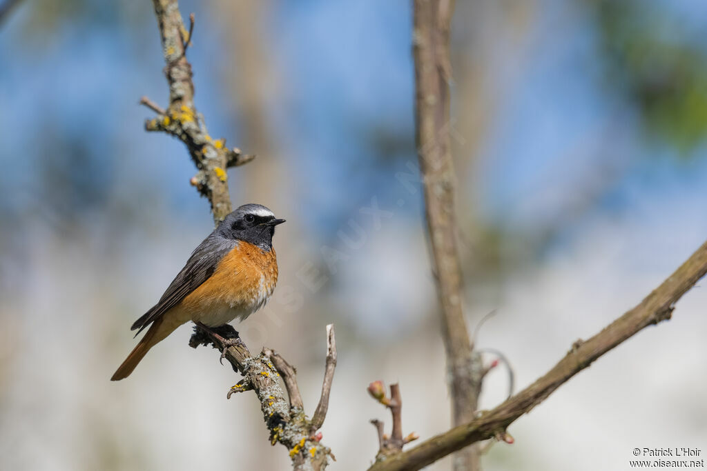 Common Redstart male adult breeding