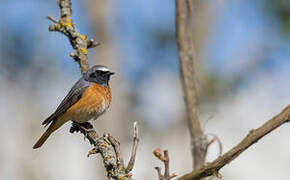 Common Redstart