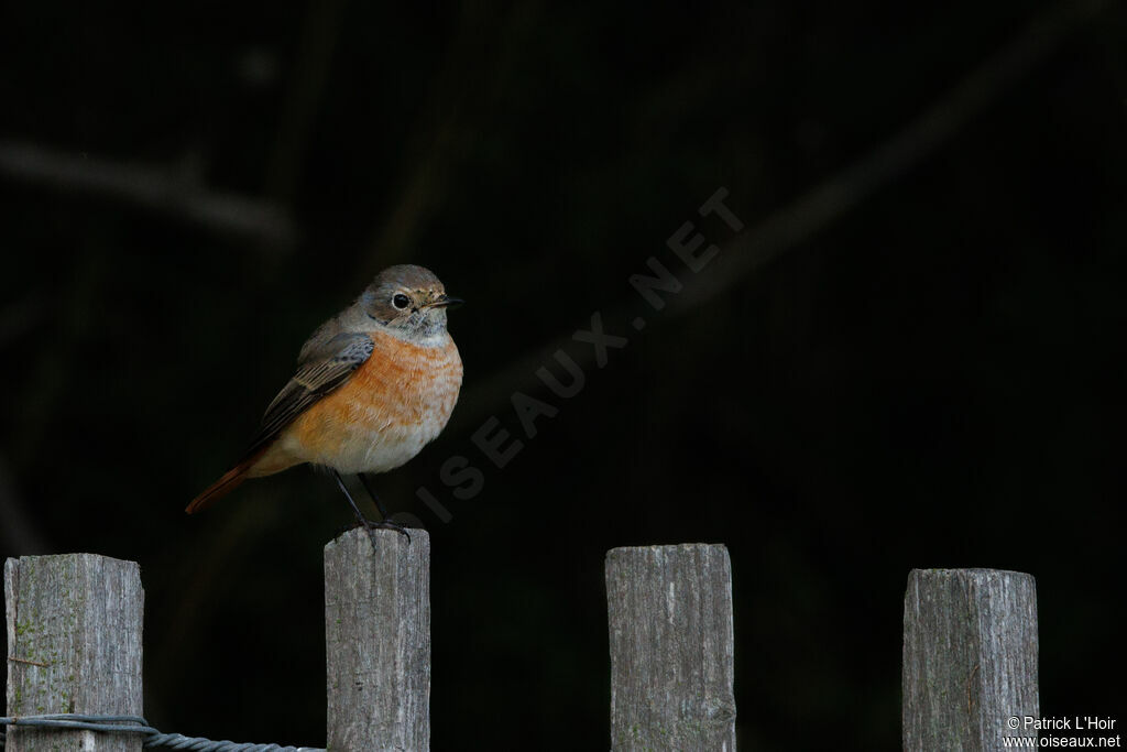 Common Redstart