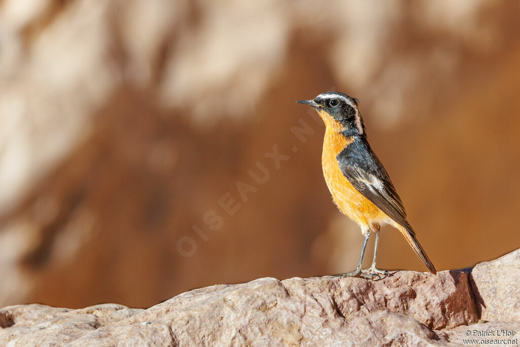 Moussier's Redstart male adult