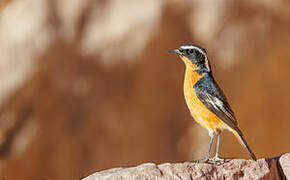 Moussier's Redstart