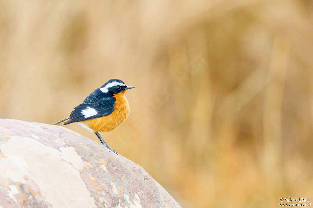 Moussier's Redstart male adult