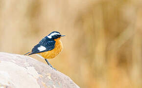 Moussier's Redstart