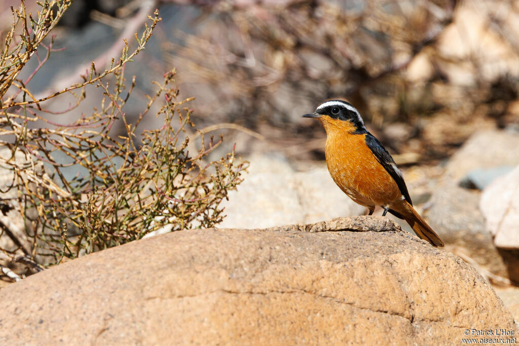 Moussier's Redstart male adult