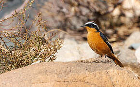 Moussier's Redstart