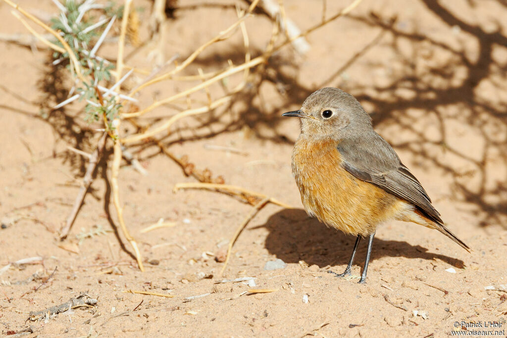 Moussier's Redstart female adult