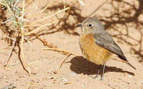 Moussier's Redstart