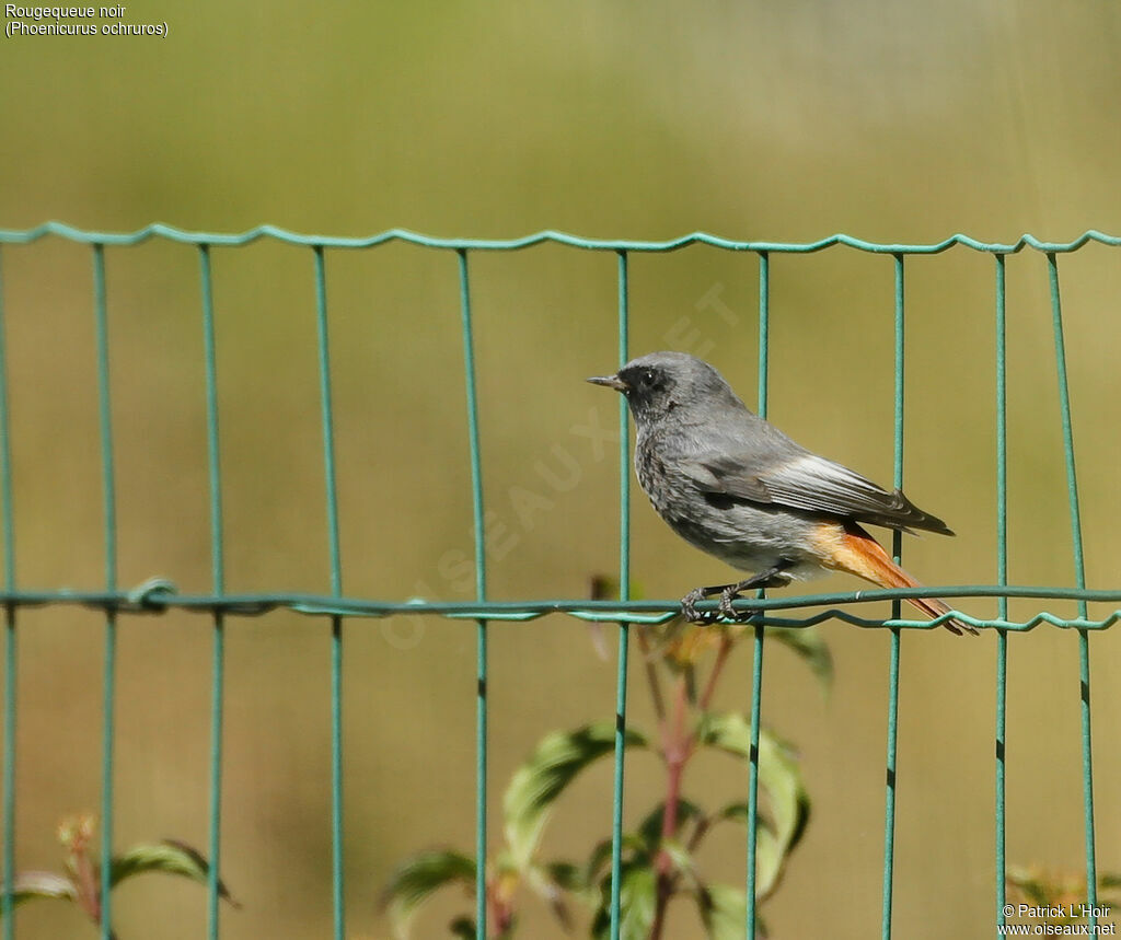 Black Redstart male adult