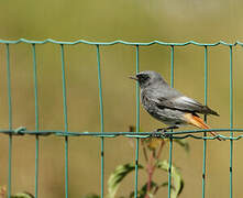 Black Redstart