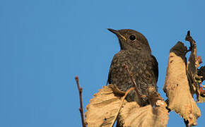 Black Redstart