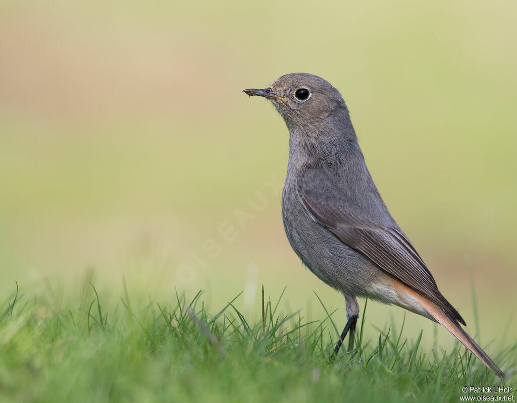 Black Redstart