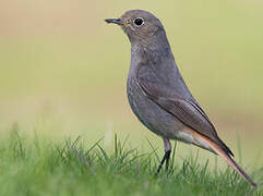 Black Redstart