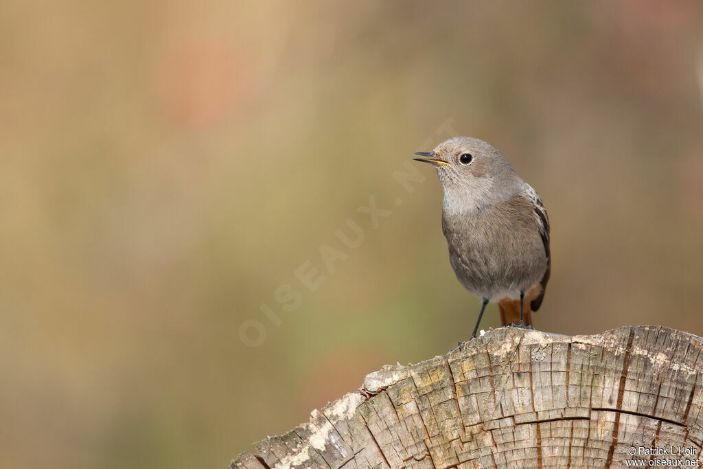 Black Redstart