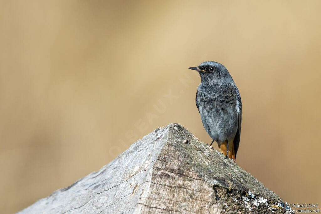 Black Redstart