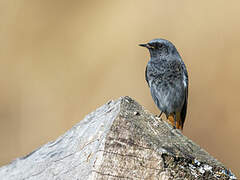 Black Redstart