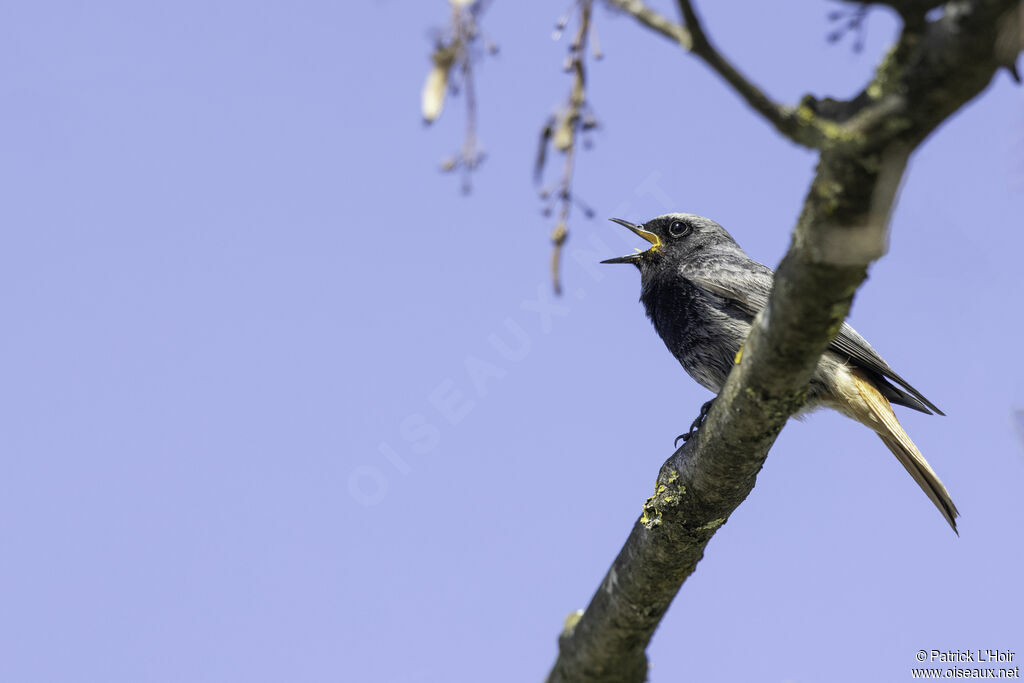 Black Redstart male adult