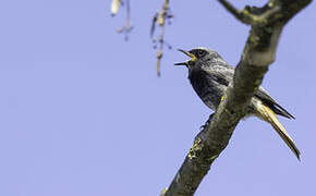 Black Redstart