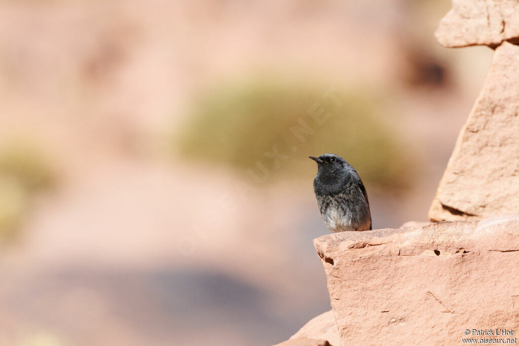 Black Redstart male