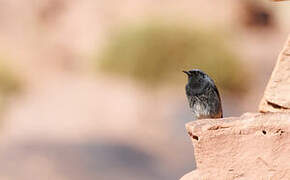 Black Redstart