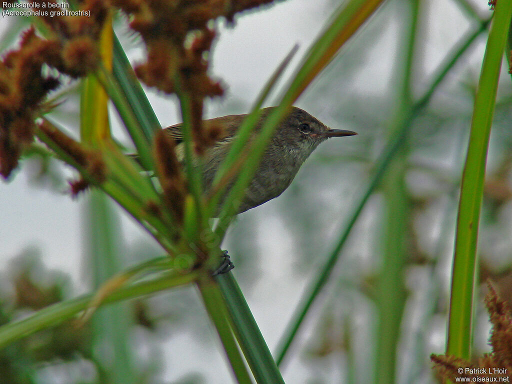 Lesser Swamp Warbler