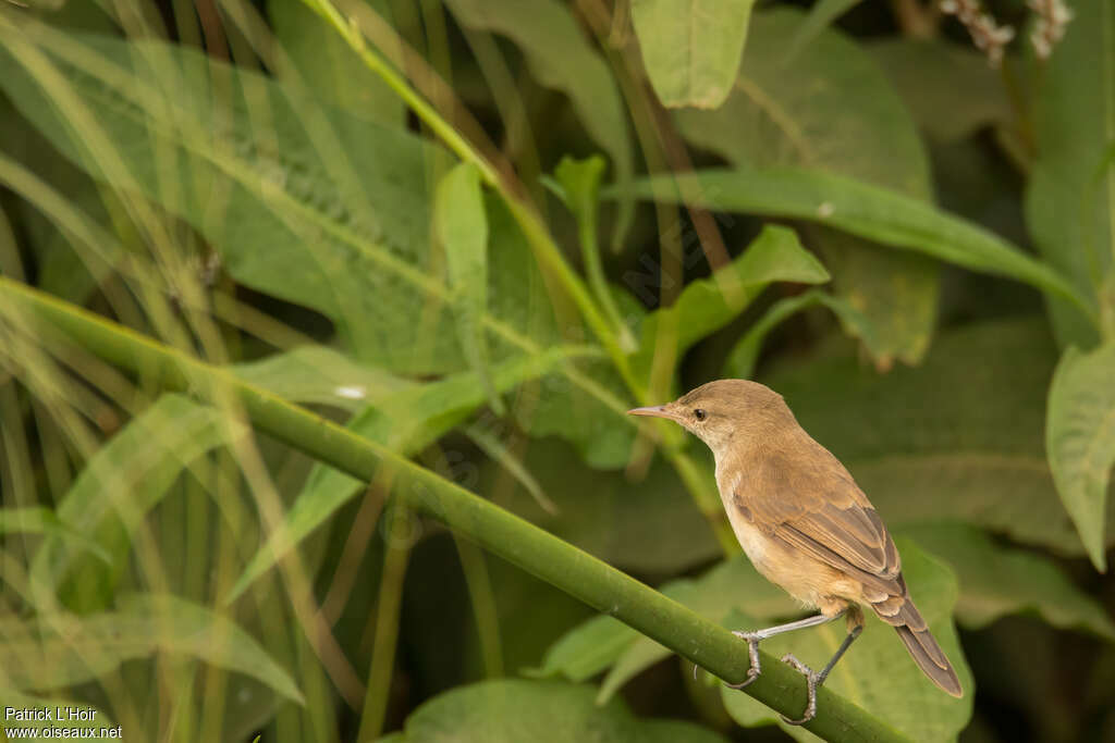 African Reed WarblerFirst year, identification