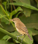 Common Reed Warbler (baeticatus)