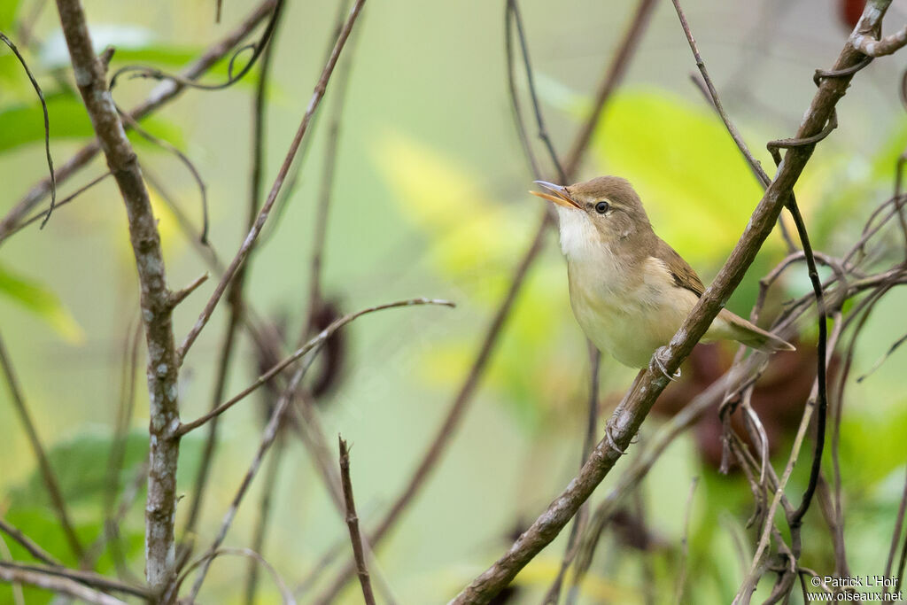 Blyth's Reed Warbleradult post breeding