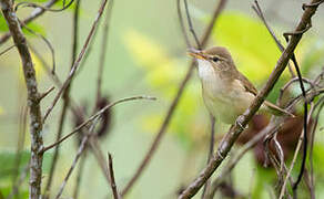 Blyth's Reed Warbler