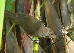 Greater Swamp Warbler