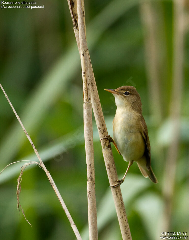 Eurasian Reed Warbler