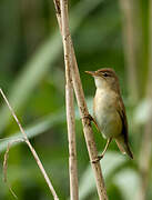 Common Reed Warbler