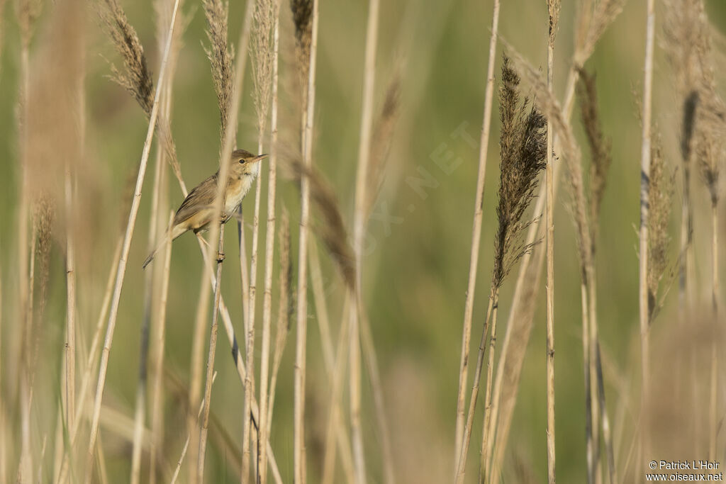 Eurasian Reed Warbler