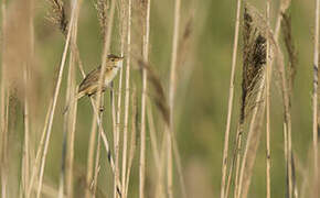 Common Reed Warbler