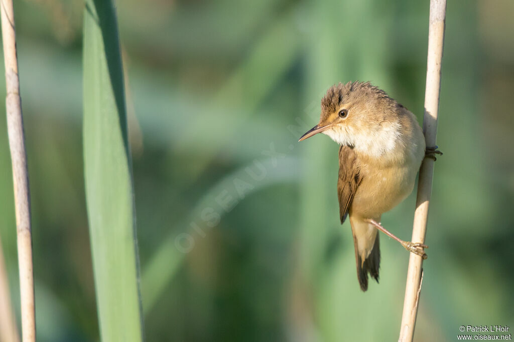 Common Reed Warbler