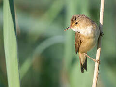 Common Reed Warbler