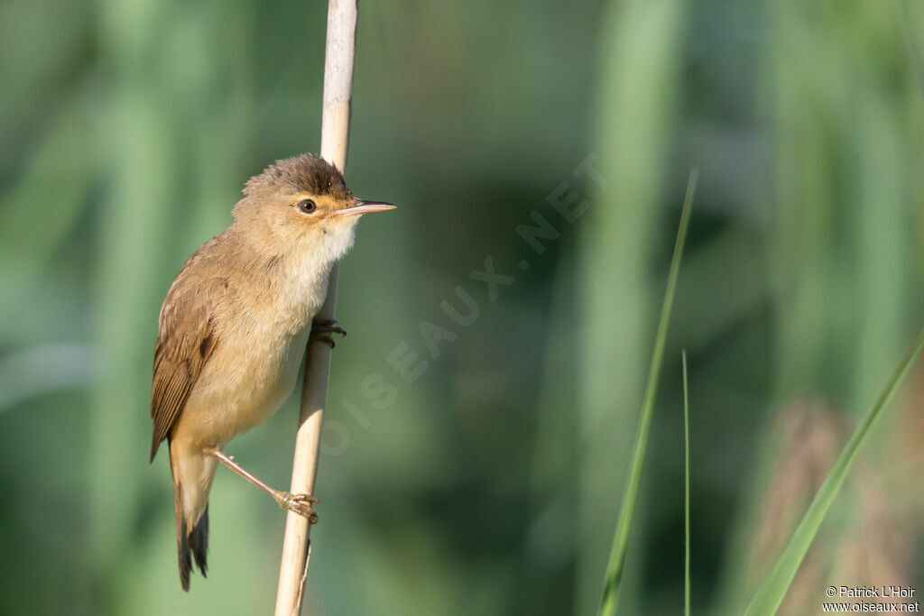 Eurasian Reed Warbler