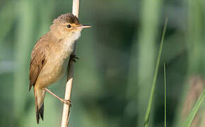 Common Reed Warbler