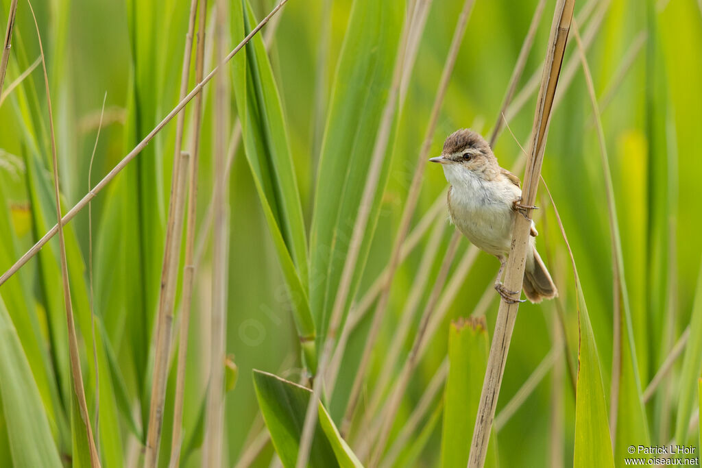 Paddyfield Warbleradult, close-up portrait, pigmentation