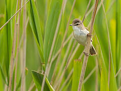 Paddyfield Warbler