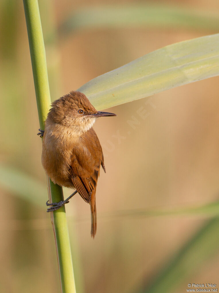 Clamorous Reed Warbler