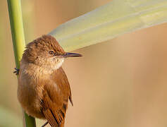 Clamorous Reed Warbler